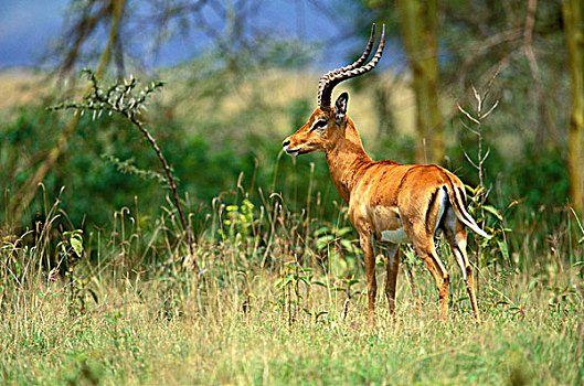 肯尼亚,纳库鲁湖国家公园,成年,雄性,黑斑羚