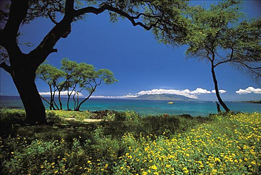 夏威夷,毛伊岛,麦肯那,青绿色,海洋,花,树