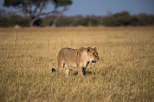雌狮,狮子,草地,乔贝国家公园,博茨瓦纳,非洲