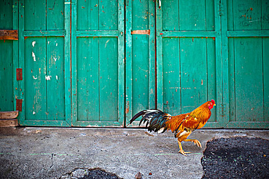 公鸡,走,正面,绿色,木墙,南,苏门答腊岛,印度尼西亚