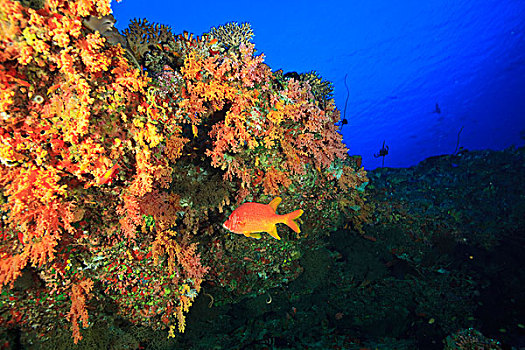 彩色,软珊瑚,石台,北方,环礁,南方,马尔代夫,印度洋