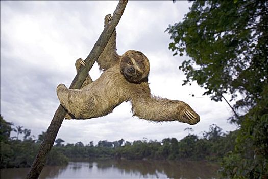 三趾树獭,褐喉树懒,悬挂,树上,亚马逊河,秘鲁