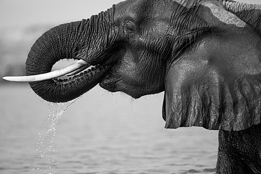 大象,非洲象,湿,皮肤,饮料,水,象鼻,嘴,滴下,侧面,黑白