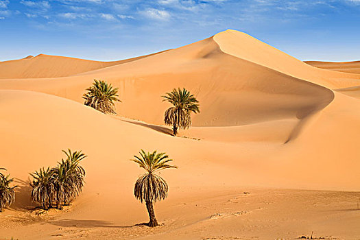 绿洲,椰枣,沙丘,利比亚沙漠,利比亚,撒哈拉沙漠,北非,非洲