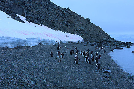 南极半岛金图企鹅