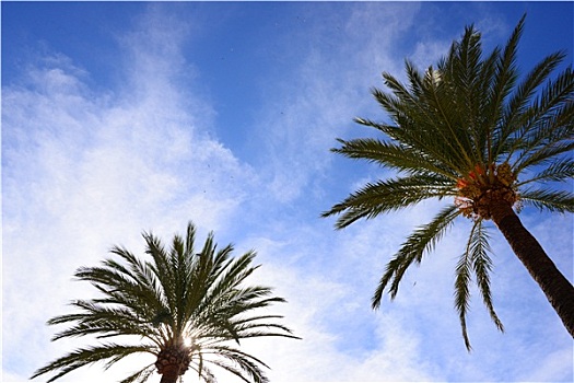 棕榈树,马略卡岛,西班牙,巴利阿里群岛
