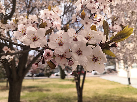 春天公园樱花