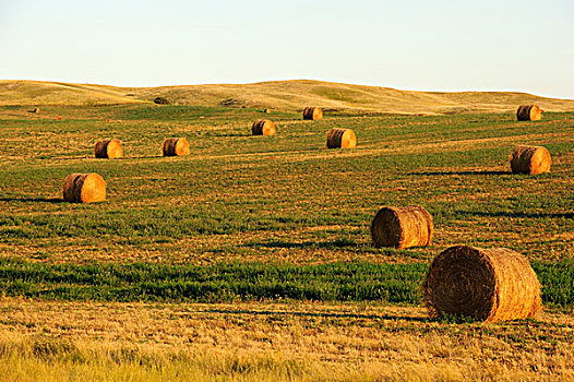 大捆,稻草,地点,萨斯喀彻温,加拿大