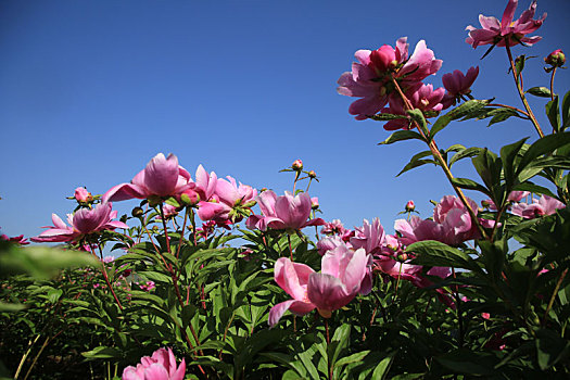 山东省日照市,游客闻香而至,徜徉芍药花海