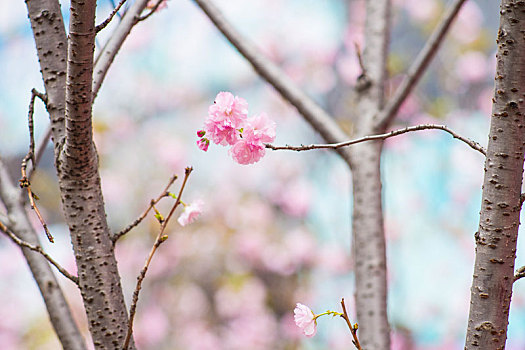 腊梅,梅花,户外