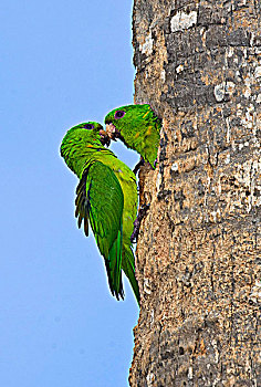 两个,绿色,长尾鹦鹉,擦,鼻子,德克萨斯,美国