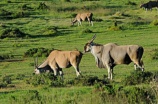 普通,大羚羊,成年,女性,东开普省,南非