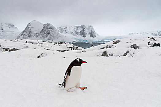 巴布亚企鹅,雪景,岛屿,南极