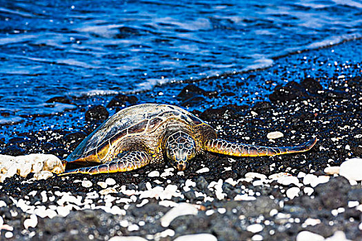 绿海龟,龟类,柯哈拉海岸,夏威夷大岛,夏威夷,美国,北美
