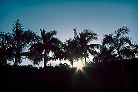 美国,佛罗里达,太阳,后面,小树林,皇家,棕榈树
