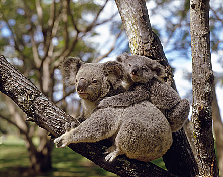 澳大利亚,昆士兰,树袋熊