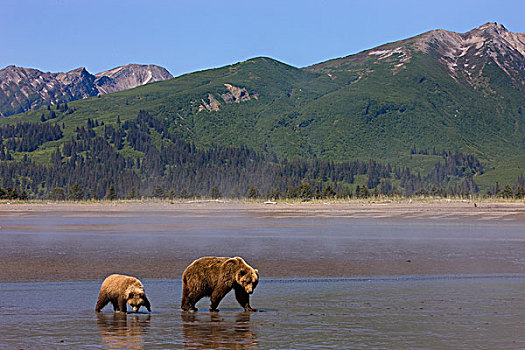 大灰熊,棕熊,母亲,1岁,幼兽,海滩,克拉克湖,国家公园,阿拉斯加