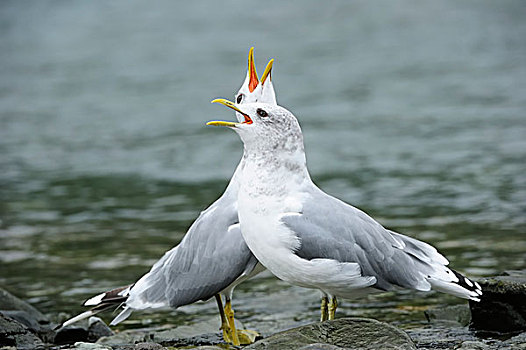 两个,普通,海鸥,站立,水,问候,相互,卡特麦国家公园,阿拉斯加