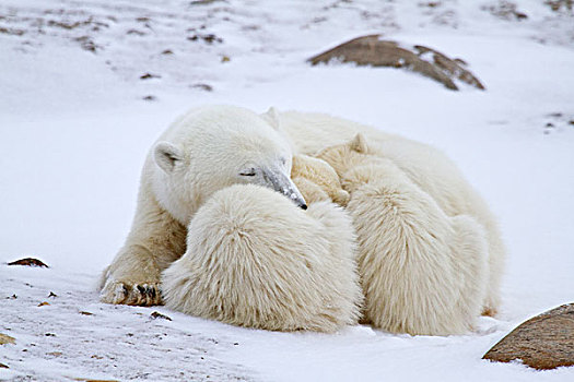 北极熊,两个,幼兽,冬天,丘吉尔市,野生动物,管理,区域,曼尼托巴,加拿大