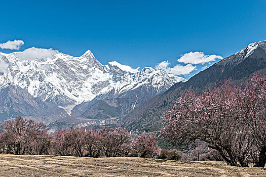 雪山与桃花