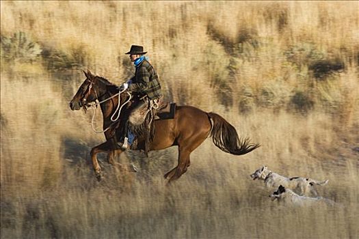 牛仔,骑,家养马,马,两只,狗,俄勒冈
