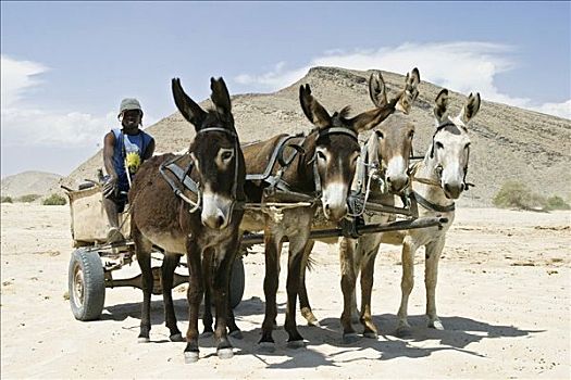 纳米比亚人,驴,手推车,非洲