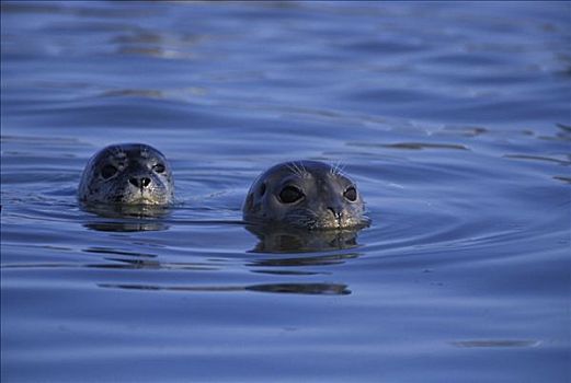 斑海豹,雌性,表面,幼仔,后面,低湿地,蒙特利湾,加利福尼亚