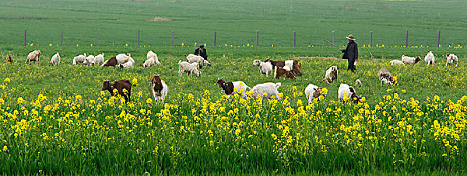 春天田野牧羊