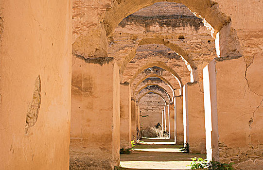 梅克内斯,摩洛哥,柱子,马,17世纪,市区,阳光