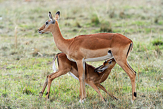 黑斑羚,女性,幼兽,吸吮,马赛马拉国家保护区,肯尼亚,非洲