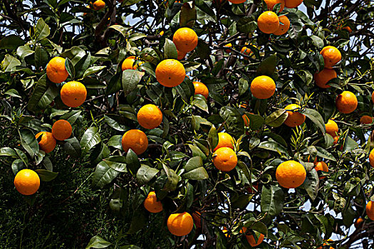 橘树,马略卡岛,巴利阿里群岛,西班牙,欧洲