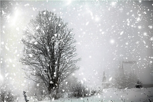冬天,树,下雪