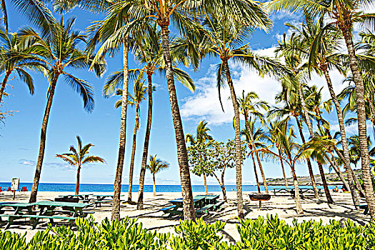 夏威夷,湾,海滩,公园,棕榈树,野餐桌