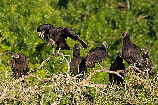 黑美洲鹫,群,栖息,树上,中心,佛罗里达