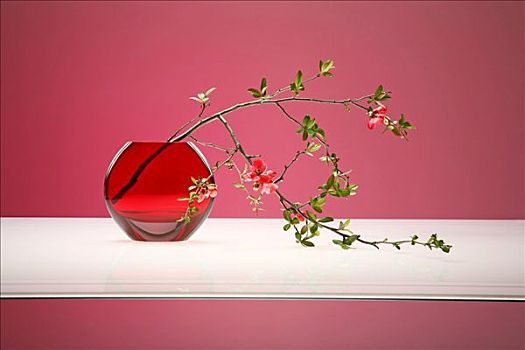 木瓜属,细枝,红花,花瓶