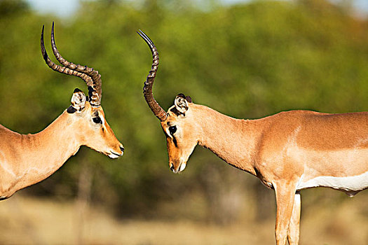 黑斑羚,打斗,克鲁格国家公园,南非
