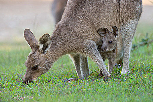 大灰袋鼠,灰袋鼠,女性,放牧,幼兽,国家公园,新南威尔士,澳大利亚