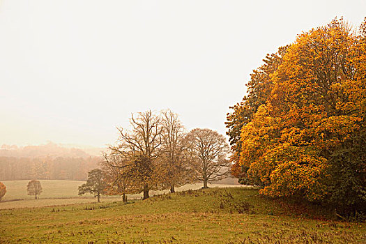诺森伯兰郡,英格兰,风景,雾