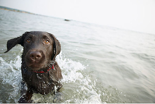 狗,玩,水中
