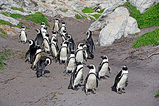 企鹅,黑脚企鹅,成年,群,站立,海滩,湾,西海角,南非
