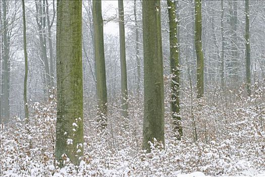 雪,冬天,树林,山毛榉树