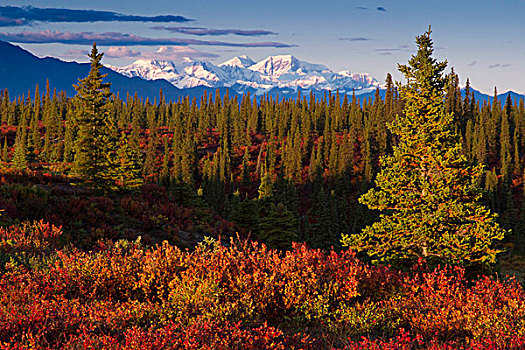 景色,阿拉斯加山脉,秋天,彩色,北方针叶林,风景,德纳里峰,公路,溪流,营地,室内,阿拉斯加