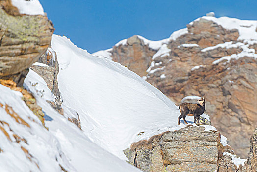 孤单,岩羚羊,石头,山谷,大帕拉迪索国家公园,省,都灵,意大利阿尔卑斯山,意大利