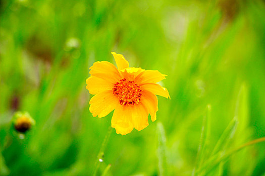 夏雨润花