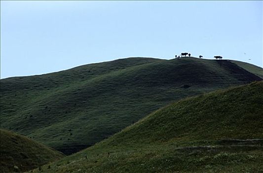 魁北克,马格达伦群岛,岛屿,牛科动物,翠绿,山,蓝天