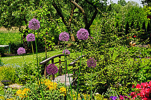 紫色,葱属植物,花园,波兰
