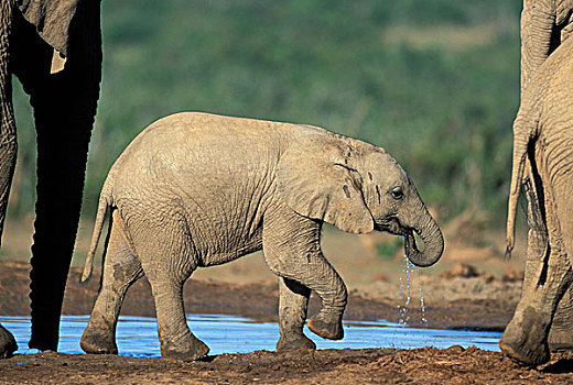 南非,阿多大象国家公园,幼兽,大象,非洲象,水潭