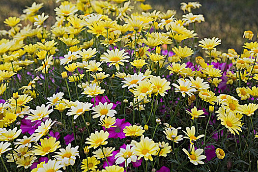 雏菊,夏天,黄花,矮牵牛花属植物,紫花,魁北克,加拿大,北美