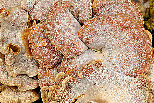 蘑菇,白杨,萨德伯里,安大略省,加拿大
