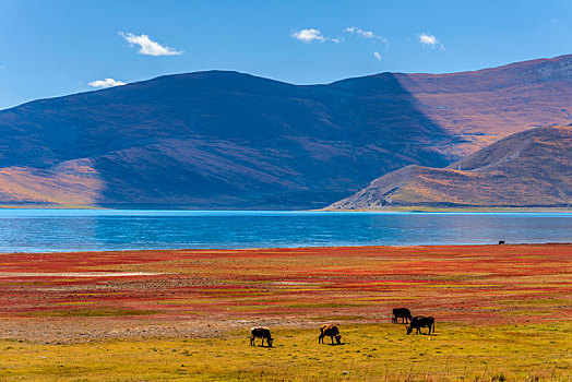 中国西藏圣湖羊卓雍措秋色